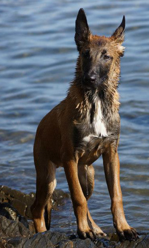 Malinois cachorro