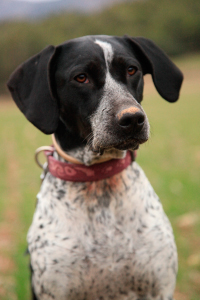 Adiestra a tu perro en 4 sesiones