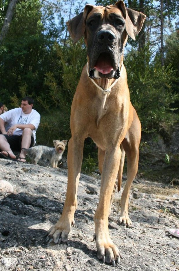 Asesoramiento Canino
