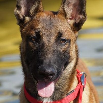 cachorro malinois