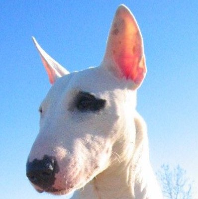 Bull Terrier